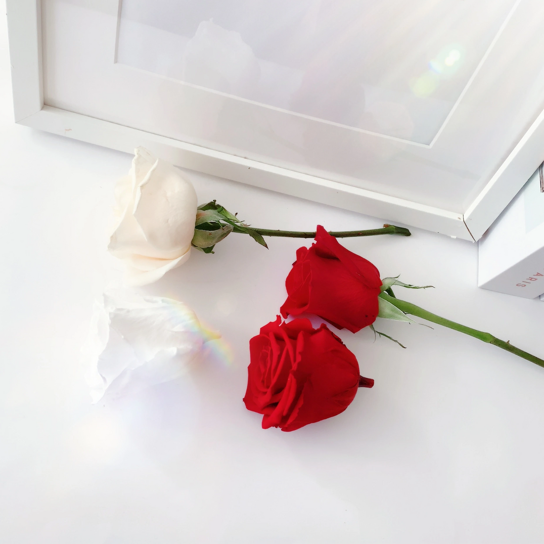 ¿Cuáles son las diferencias entre flores frescas, flores secas y flores preservadas?