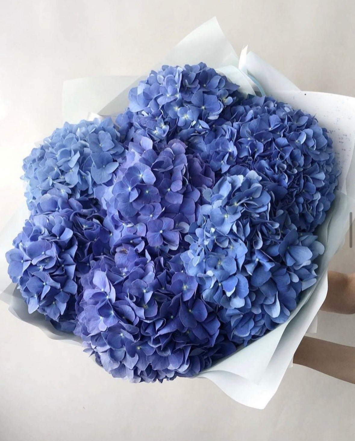 Ramo de hortensias naturales frescas