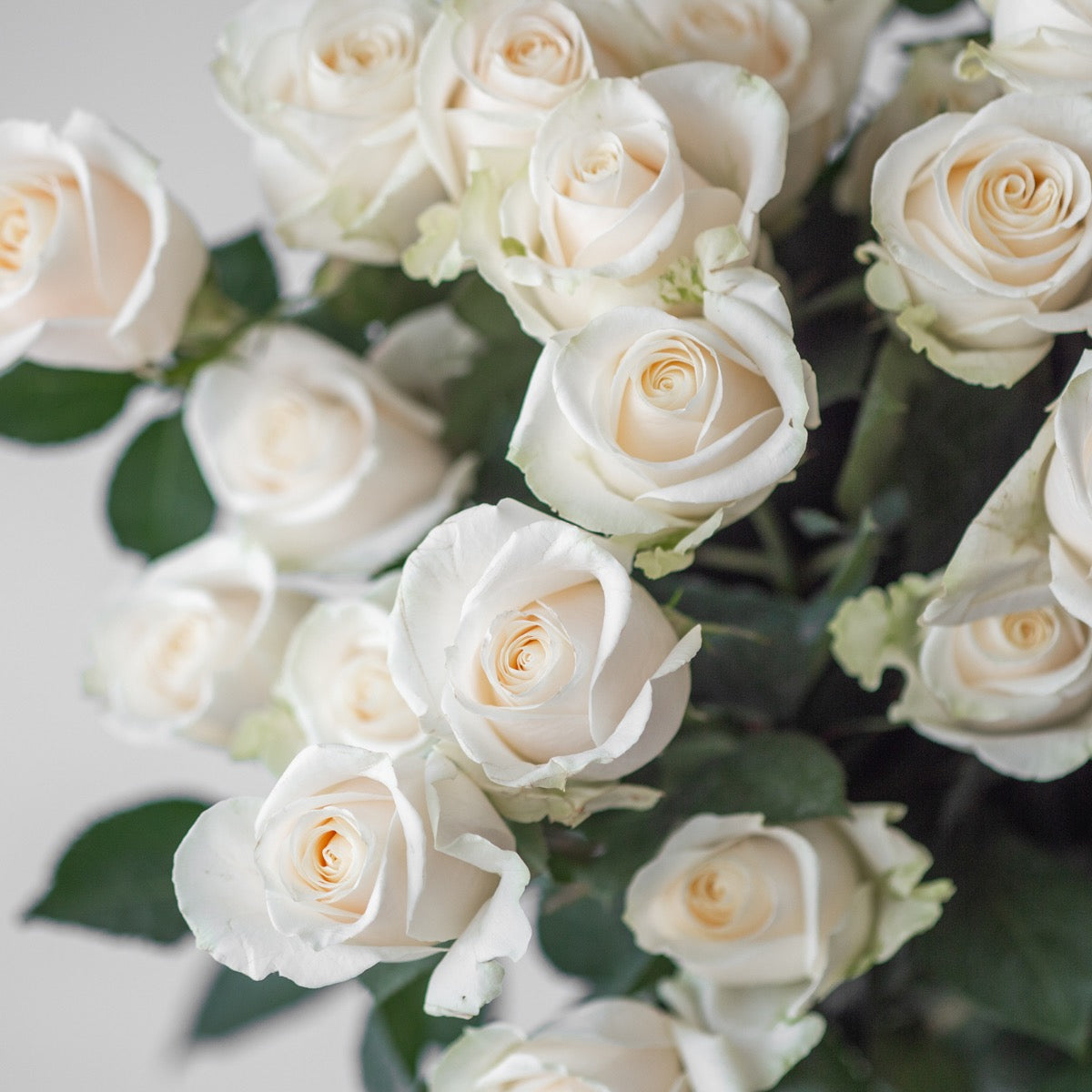 Ramo de Rosas blancas Frescas con Verdes