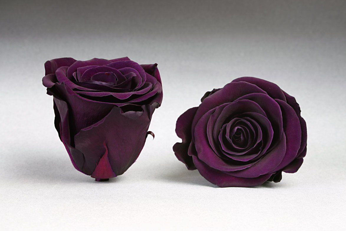 Caja Acrilica de Rosas Eternas | The Prestige Roses - The Prestige Roses Madrid