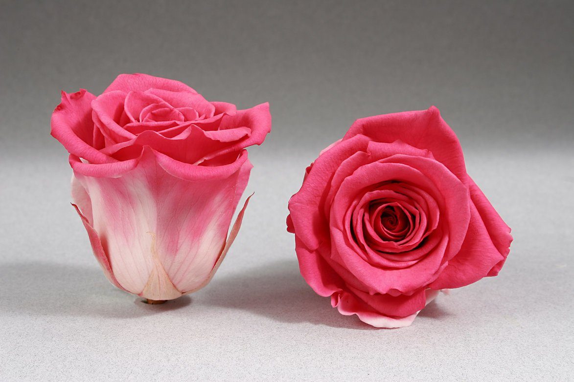 Caja Acrilica de Rosas Eternas | The Prestige Roses - The Prestige Roses Madrid