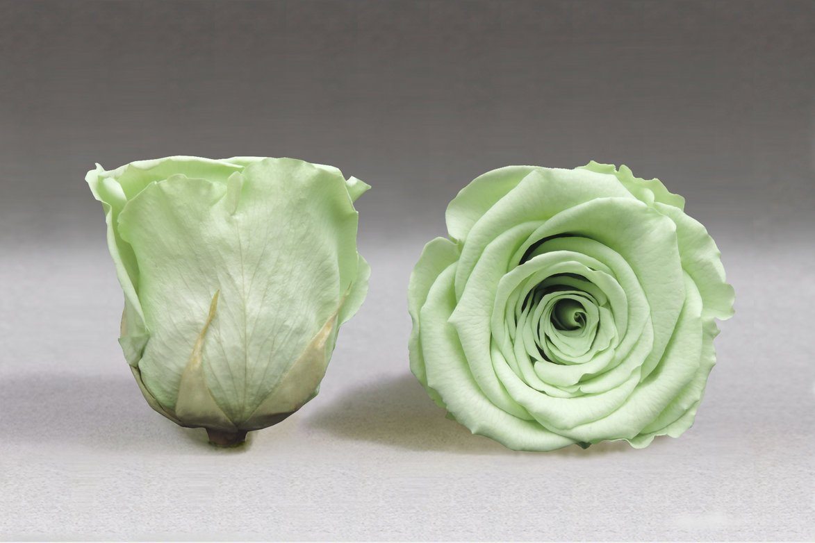 Caja Acrilica de Rosas Eternas | The Prestige Roses - The Prestige Roses Madrid