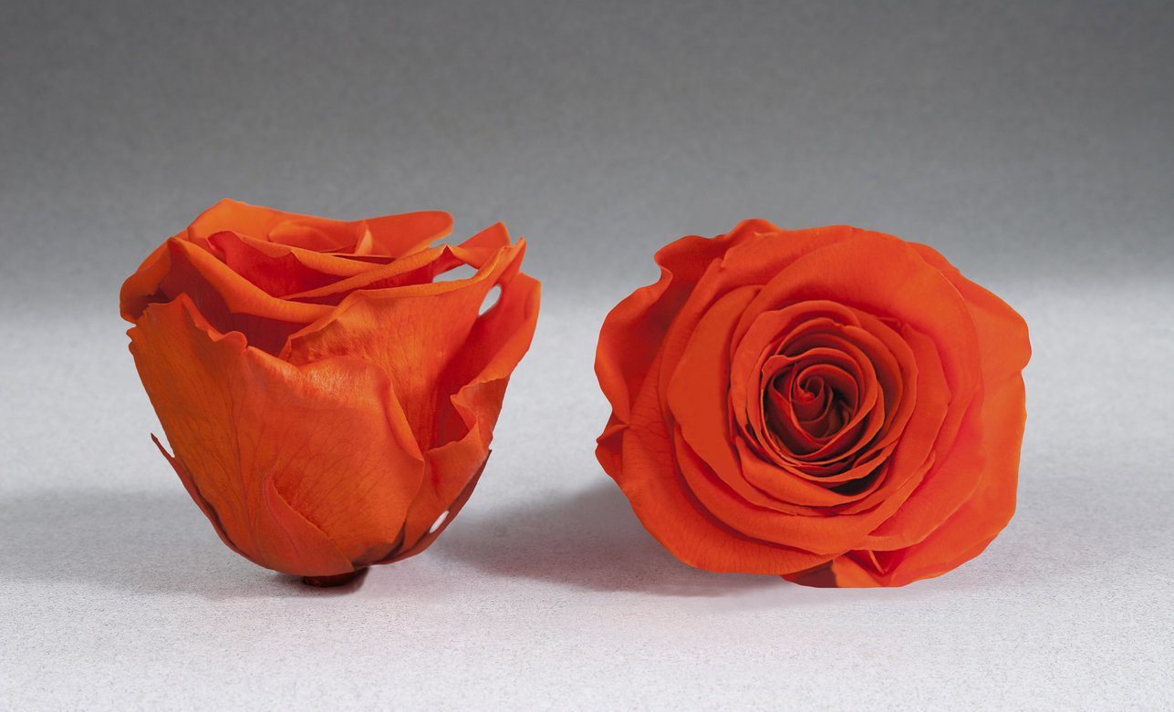 Caja Acrilica de Rosas Eternas | The Prestige Roses - The Prestige Roses Madrid