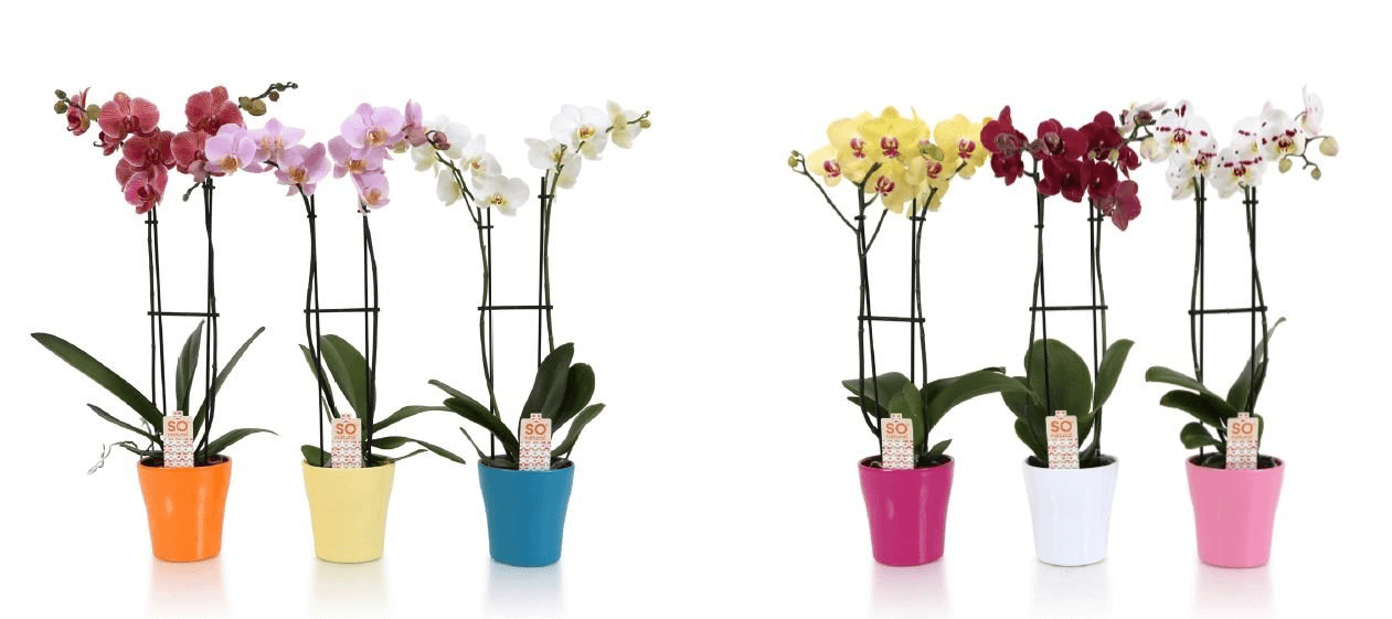 Planta Phalaenopsis Orquidea en maceta Natural - The Prestige Roses Madrid