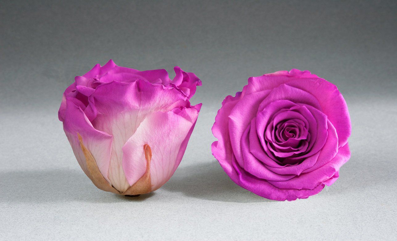 Caja Acrilica de Rosas Eternas | The Prestige Roses - The Prestige Roses Madrid