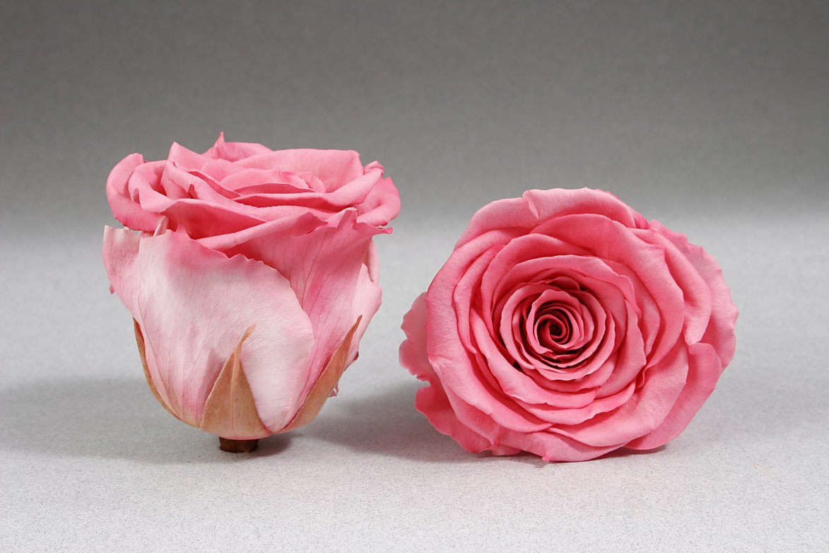 Caja Acrilica de Rosas Eternas | The Prestige Roses - The Prestige Roses Madrid