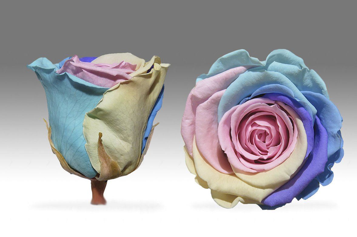 Caja Le Mini Terciopelo - The Prestige Roses - The Prestige Roses Madrid