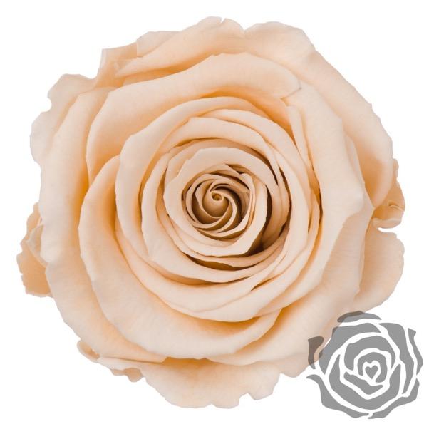 Ramo de novia de flores preservadas - The Prestige Roses Espana - The Prestige Roses Madrid