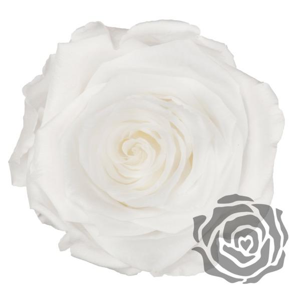 Ramo de novia de flores preservadas - The Prestige Roses Espana - The Prestige Roses Madrid