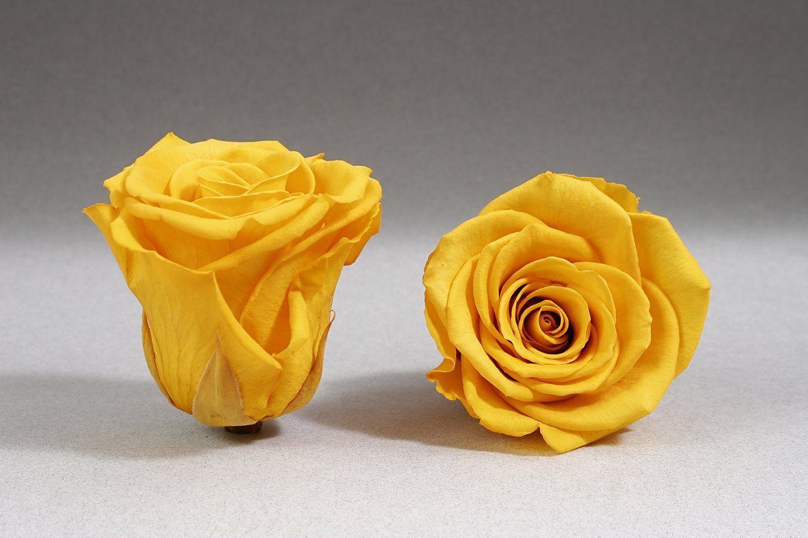 Rosas Amarillas Frescas - The Prestige Roses Madrid