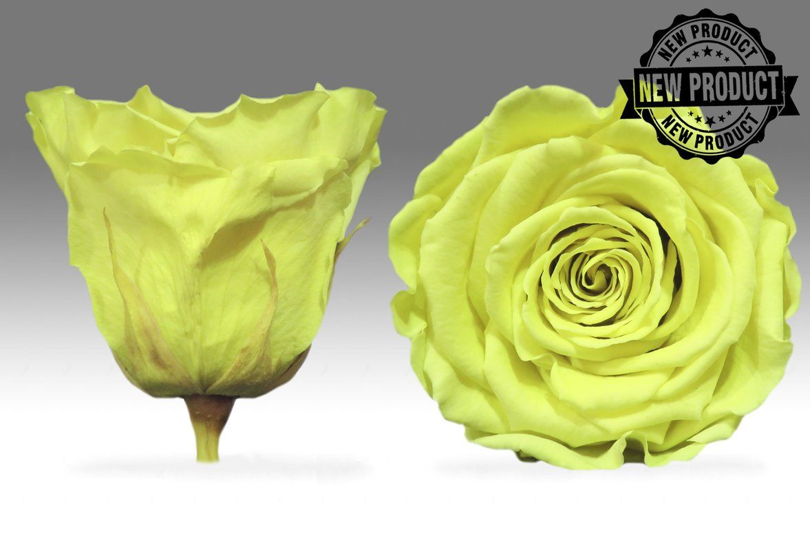 Caja Acrilica de Rosas Eternas  | The Prestige Roses - The Prestige Roses Madrid