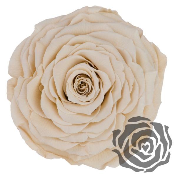 Colección cúpula de La Rosa Bella y Bestia  - De Rosas Preservadas - The Prestige Roses España - The Prestige Roses Madrid