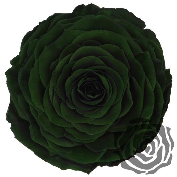 Colección cúpula de La Rosa Bella y Bestia  - De Rosas Preservadas - The Prestige Roses España - The Prestige Roses Madrid