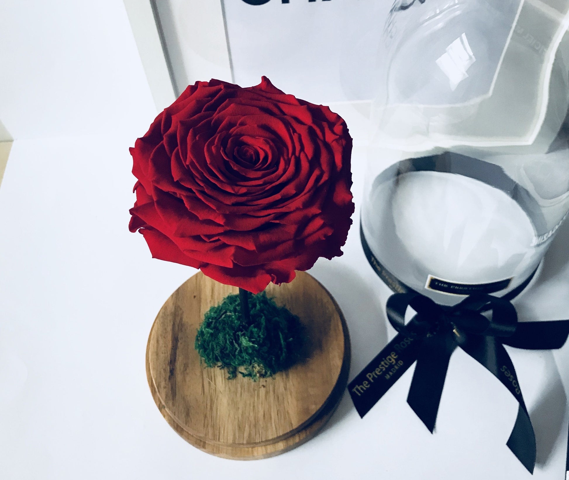 Colección cúpula de La Rosa Bella y Bestia  - De Rosas Preservadas - The Prestige Roses España - The Prestige Roses Madrid