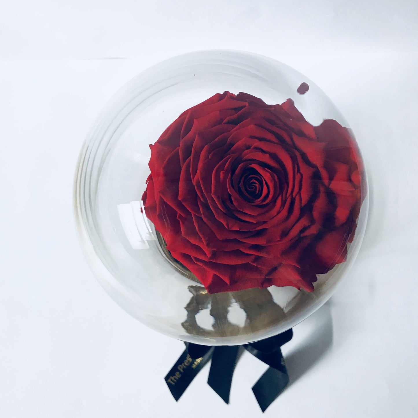 Colección cúpula de La Rosa Bella y Bestia  - De Rosas Preservadas - The Prestige Roses España - The Prestige Roses Madrid