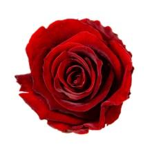 Caja Le Mini Terciopelo - The Prestige Roses - The Prestige Roses Madrid