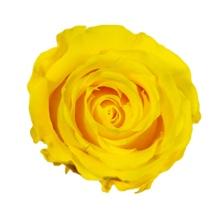 Caja Le Mini Terciopelo - The Prestige Roses - The Prestige Roses Madrid