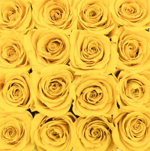Rosas Amarillas Frescas - The Prestige Roses Madrid