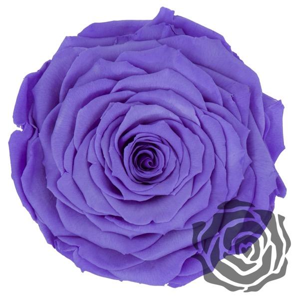 Colección cúpula de La Rosa Bella y Bestia  - De Rosas Preservadas - The Prestige Roses España - The Prestige Roses Madrid