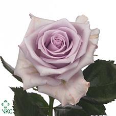Caja Negro Corazon de Rosas Frescas Moradas | The Prestige Roses - The Prestige Roses Madrid