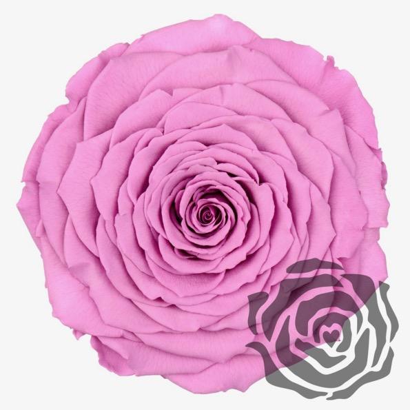 Colección cúpula de La Rosa Bella y Bestia  - De Rosas Preservadas - The Prestige Roses España - The Prestige Roses Madrid