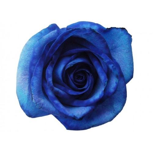 Colección Rosas Frescas  - Caja Mini Cilindro - The Prestige Roses España - The Prestige Roses Madrid