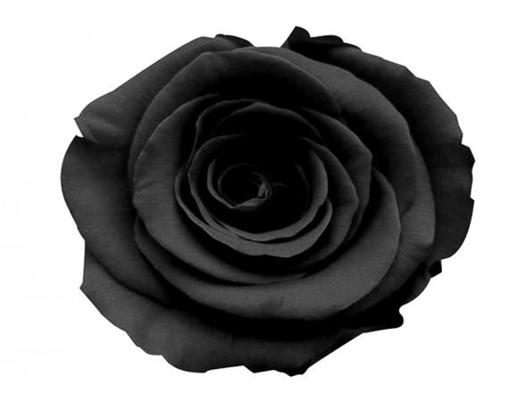 Colección Rosas Frescas  - Caja Mini Cilindro - The Prestige Roses España - The Prestige Roses Madrid