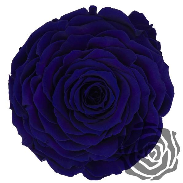 Colección cúpula de La Rosa Bella y Bestia  - De Rosas Preservadas - The Prestige Roses España - The Prestige Roses Madrid