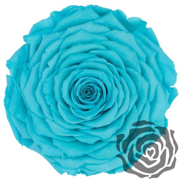 Colección cúpula de La Rosa Bella y Bestia  - De Rosas Preservadas - The Prestige Roses España - The Prestige Roses Madrid