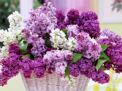 ¡Así que Elige Flores Para el Día de la Madre!