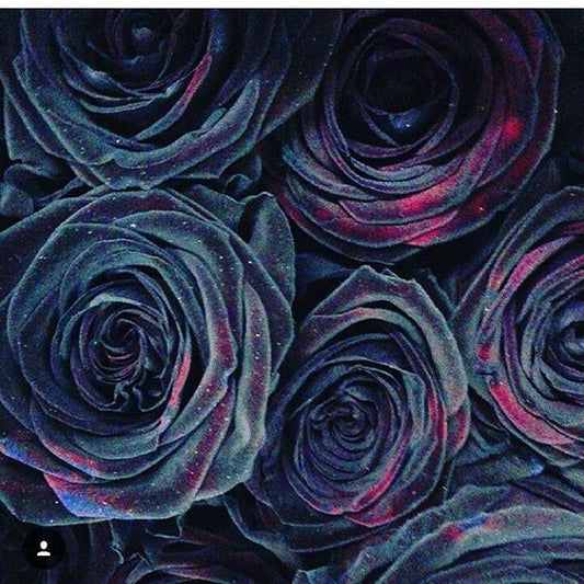 Nuestra Colección de Cajas de Rosas Negras