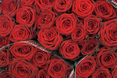 Regala una Rosa Roja Preservada con Tallo el Día de Sant Jordi