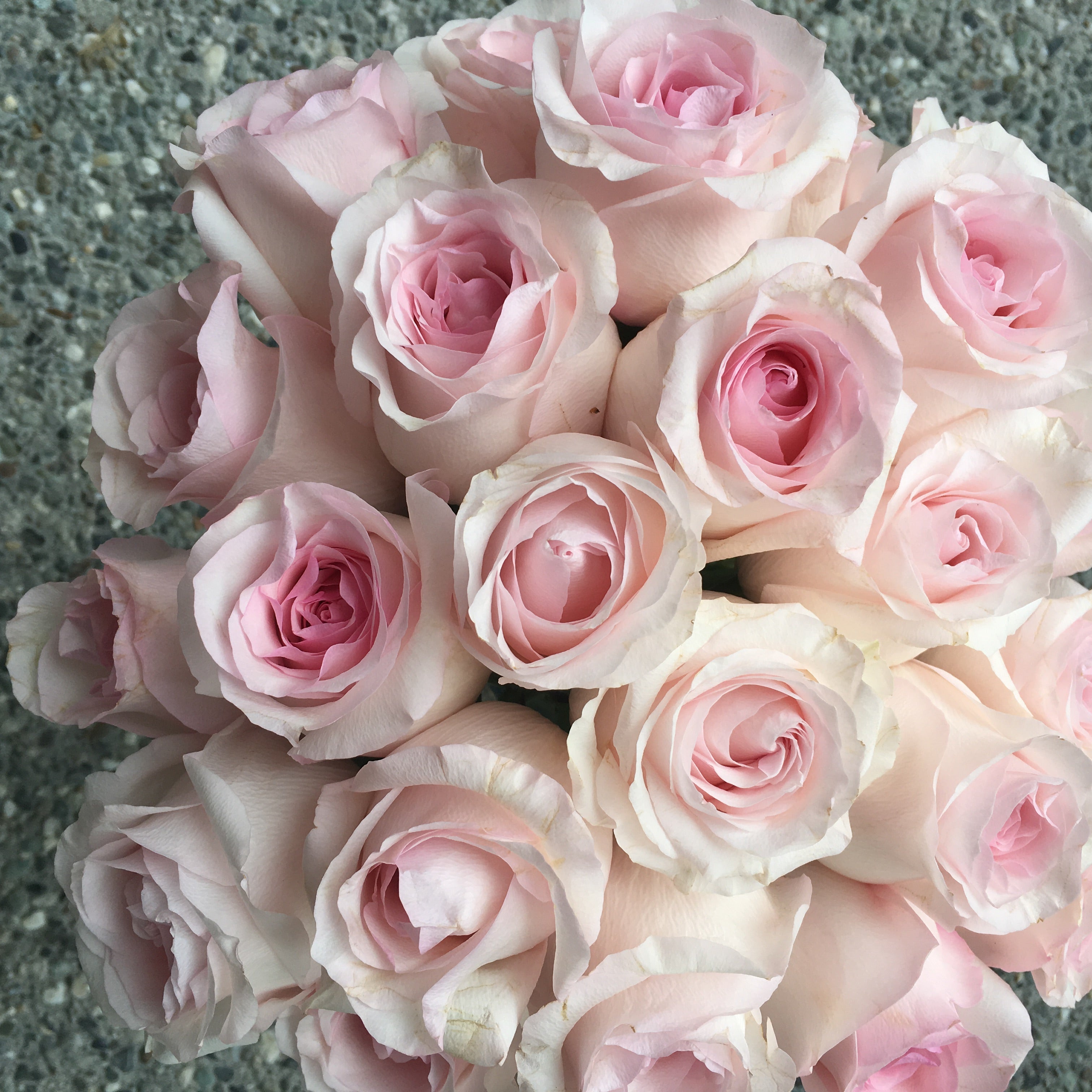 Variedad de Rosa Rosa fresca