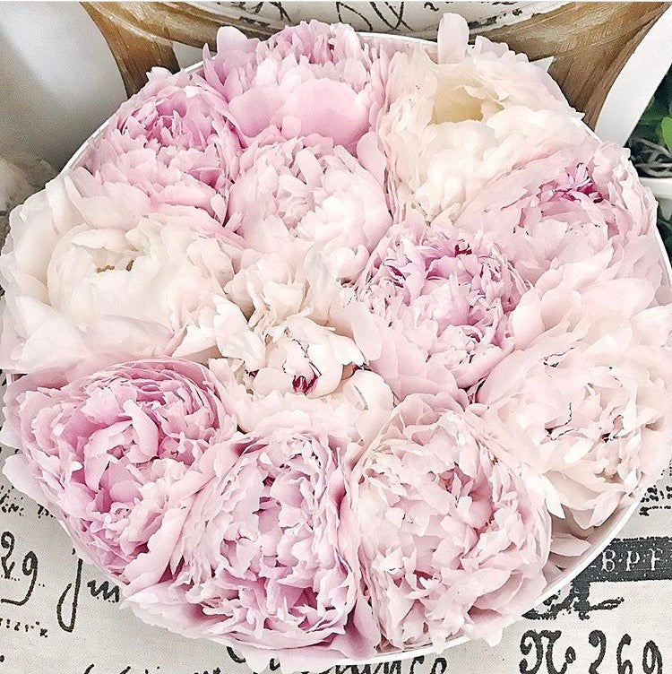 El lenguaje de Flores de The Prestige Roses