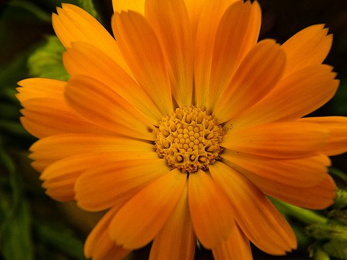 Flor del Mes Octubre - Calendula