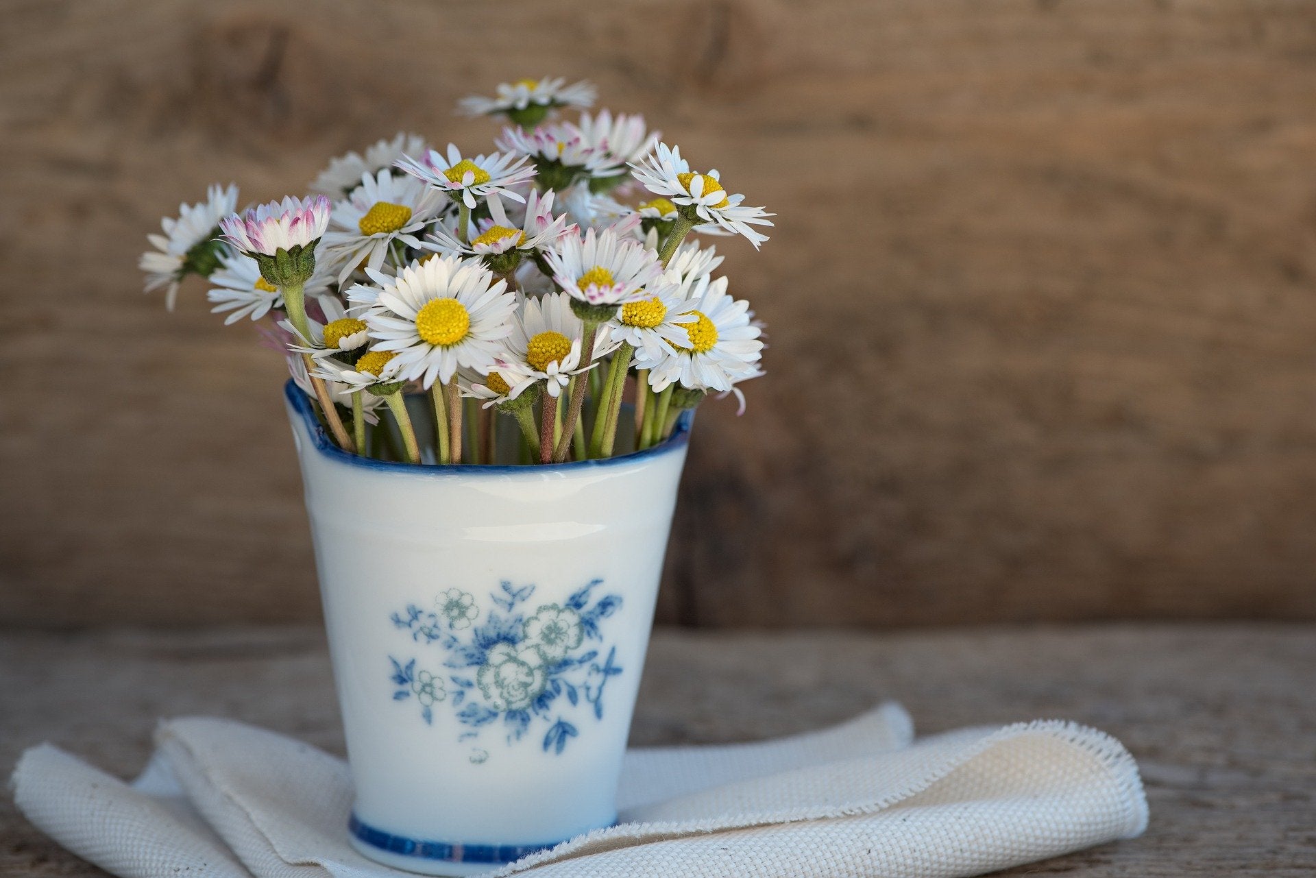 ¿Cómo cuidar tus plantas y flores de interior?