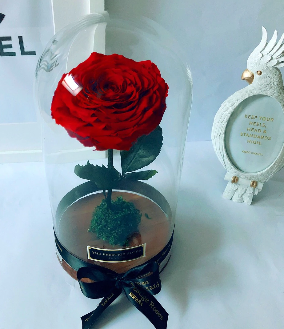 Distintas Formas de Regalar Rosas a una Chica