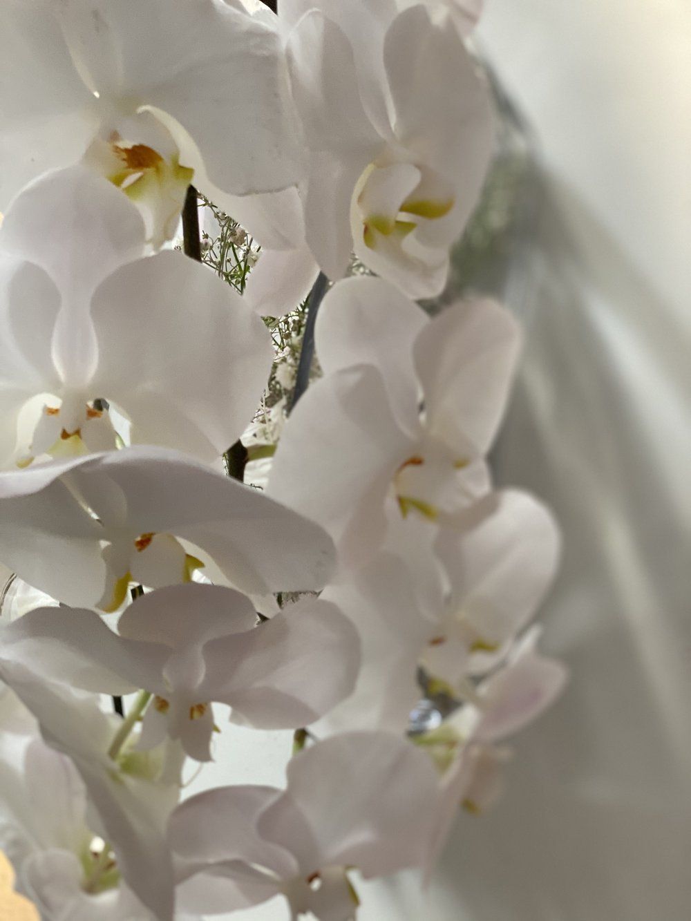 Orquideas The Prestige Roses España