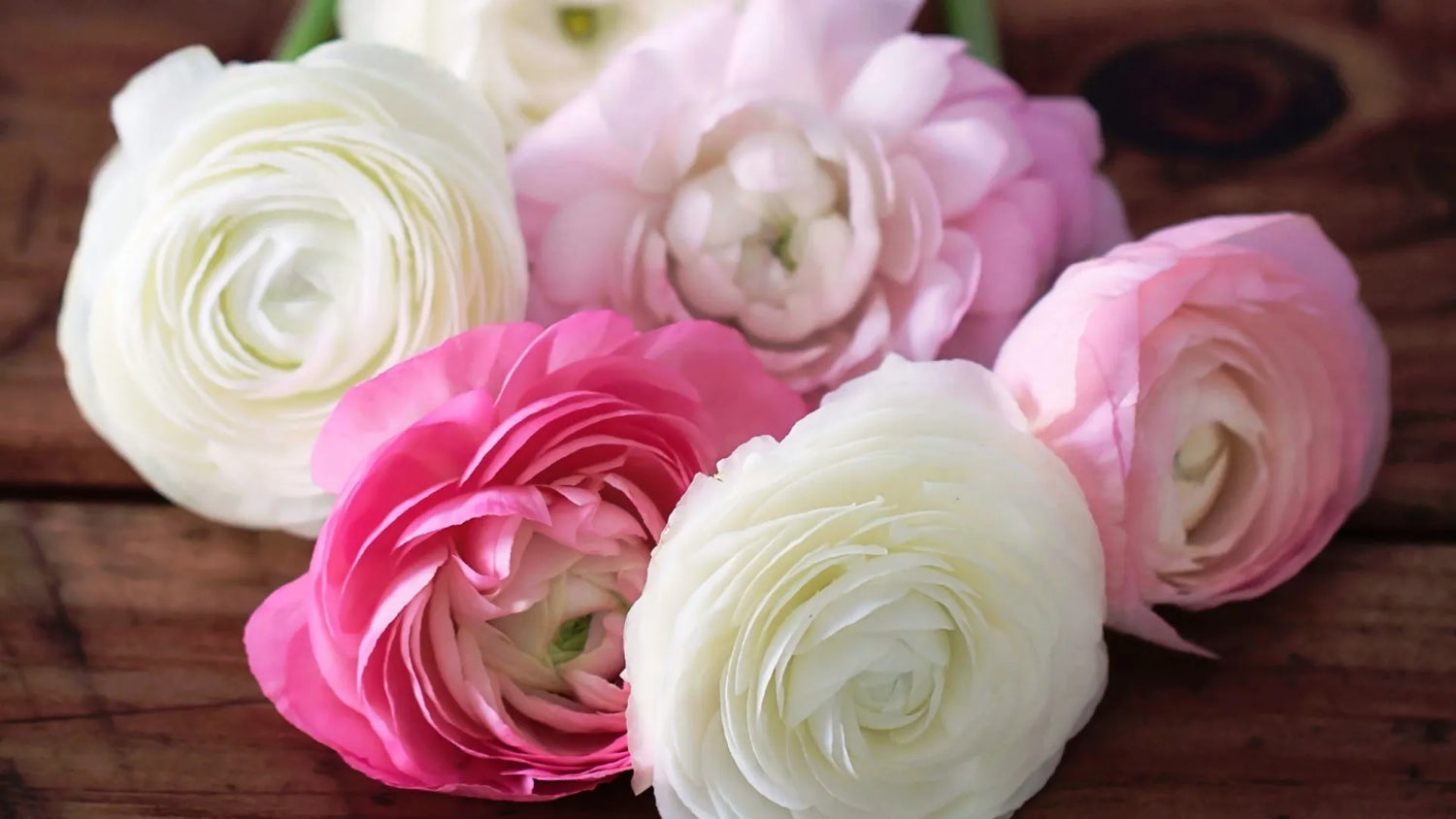 Ranunculos The Prestige Roses