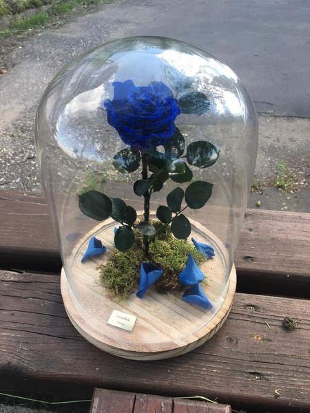 rosa preservada
