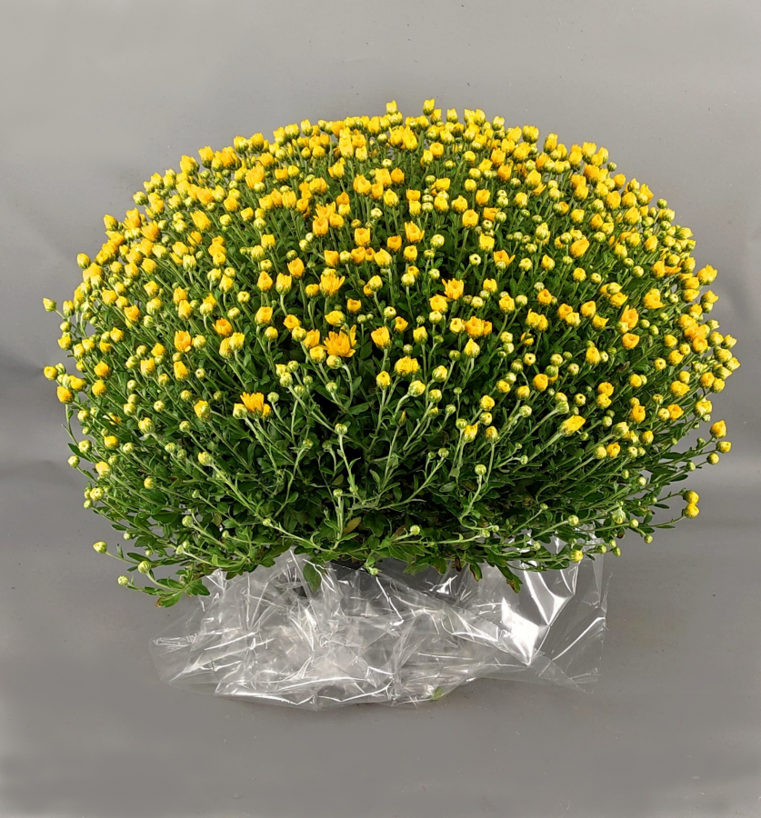 Planta Crisantemo Bola Elegante.