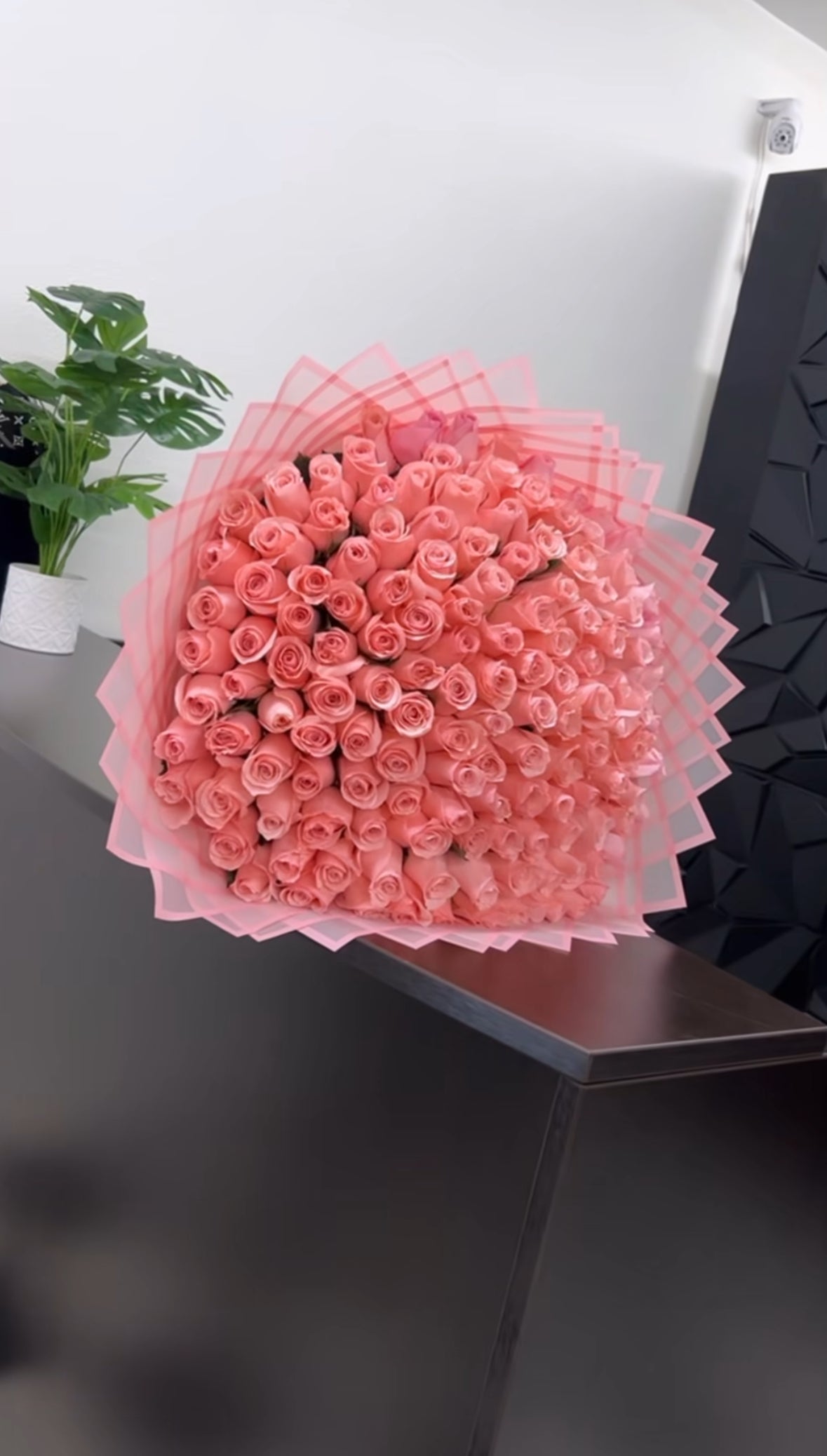 Ramo gigante de 200 rosas rosa empolvado envuelto en capas de papel translúcido estilo abanico con borde dorado.
Giant bouquet of 200 dusty pink roses wrapped in layered translucent fan-style paper with a golden edge.
