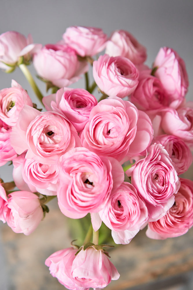 Ramo Ranunculus Ramo de Ranúnculos Rosa – Elegancia y Dulzura en Flores Naturales | The ...