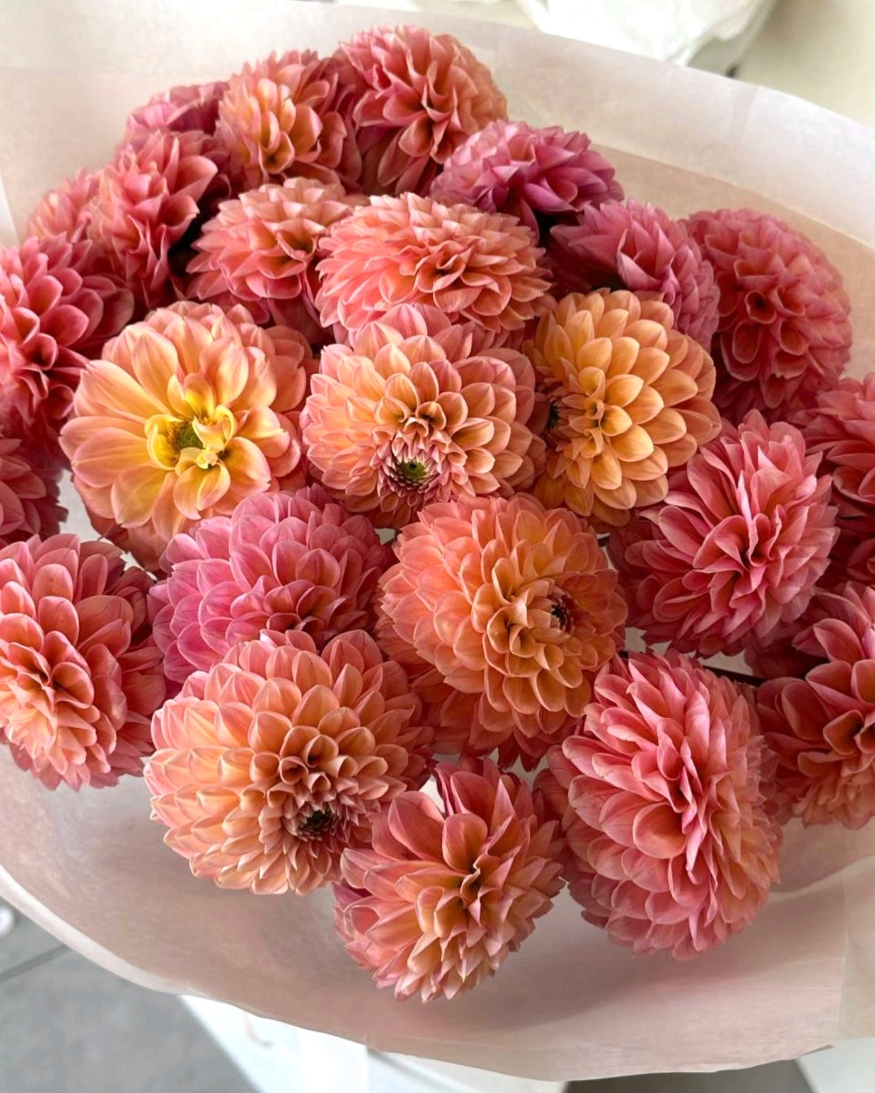 Ramo de dalias rosadas, envuelto en papel pastel con cinta satinada, diseño artesanal de lujo