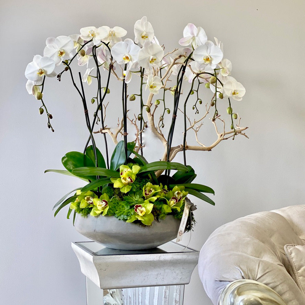Orquídea Phalaenopsis Elegante - The Prestige Roses España