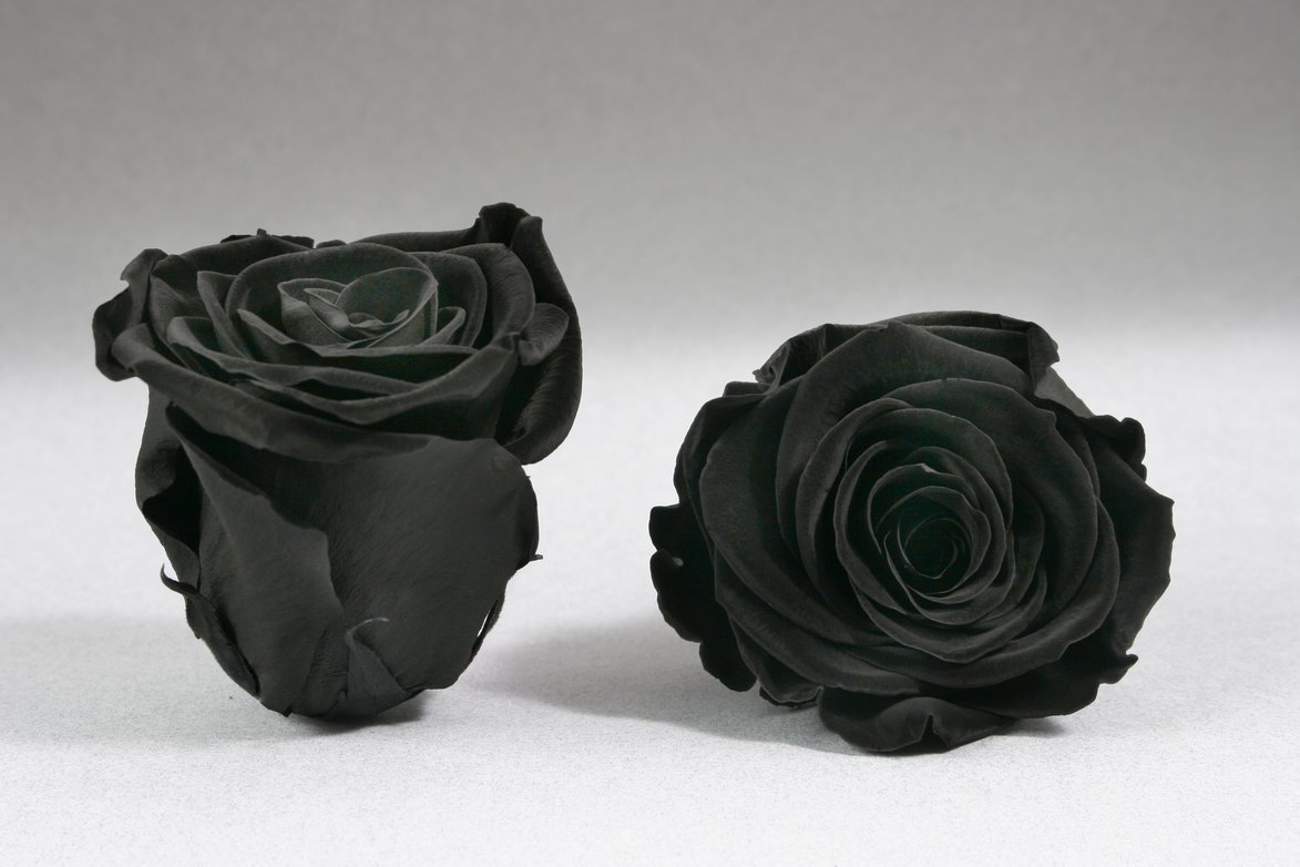 Caja Blanco Grande de Rosas Frescas Negro  | The Prestige Roses - The Prestige Roses Madrid