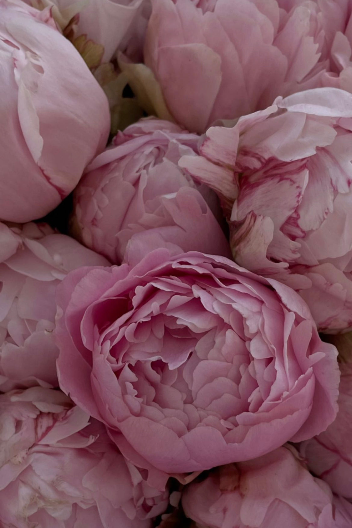 Feria de Peonias - The Prestige Roses España