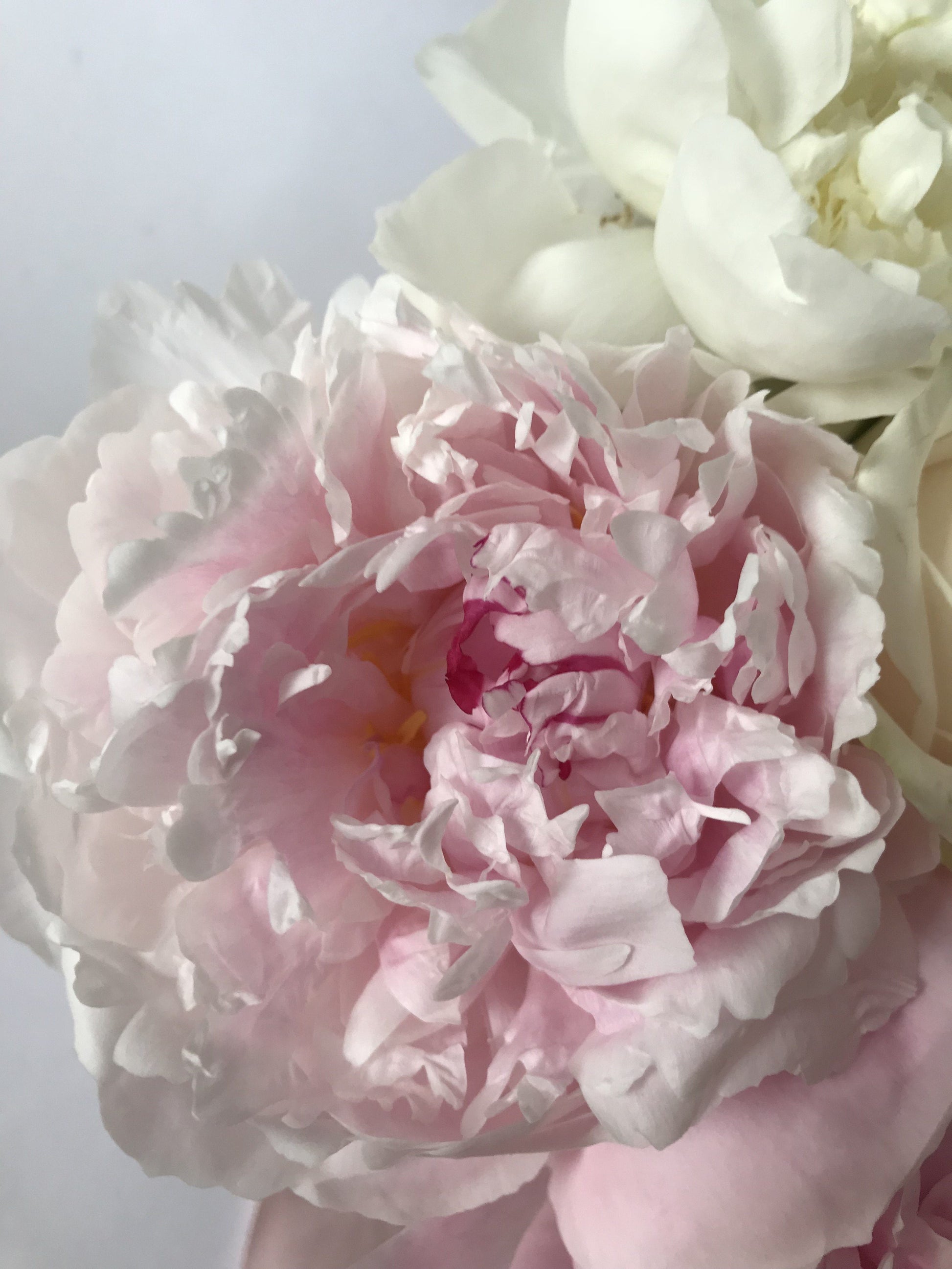 3 Razones por las que Comprar Peonias - The Prestige Roses Madrid