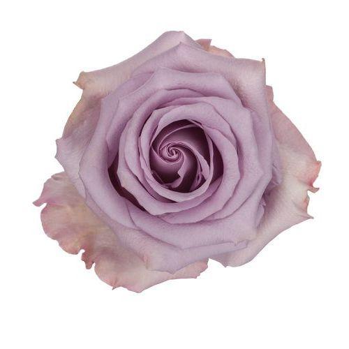 Colección Rosas Frescas  - Caja Grande Cilindro - The Prestige Roses España - The Prestige Roses Madrid