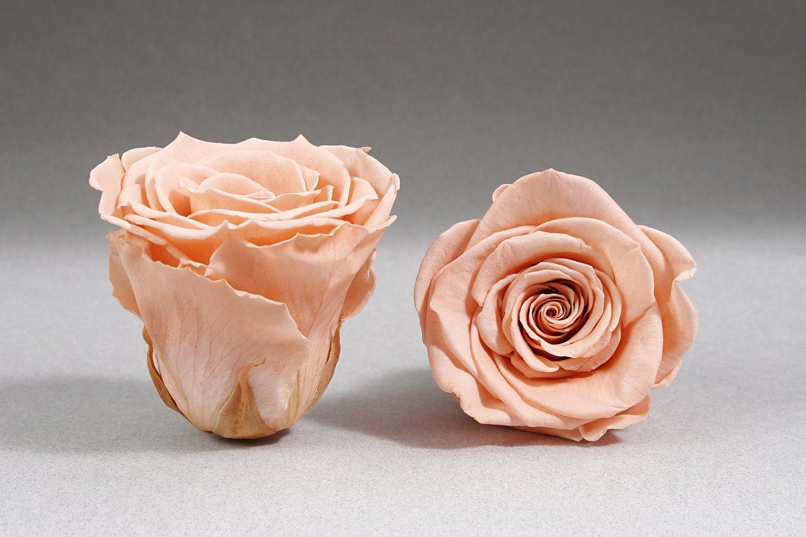 Coleccion Rosas Preservadas - Caja Mini - The Prestige Roses Espana - The Prestige Roses Madrid